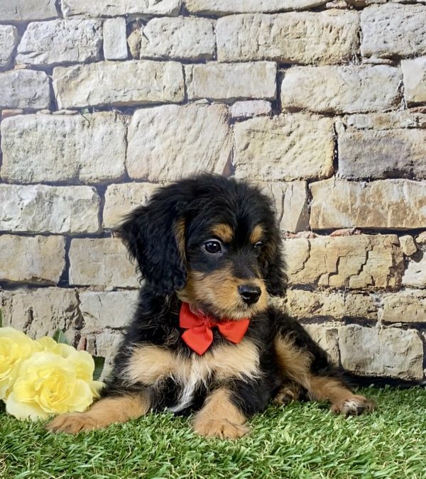 Photo of Mr. Stan the F1B Mini-Bernedoodle puppy