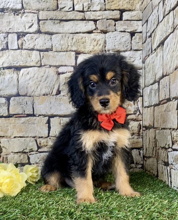 Photo of Mr. Stan the F1B Mini-Bernedoodle puppy