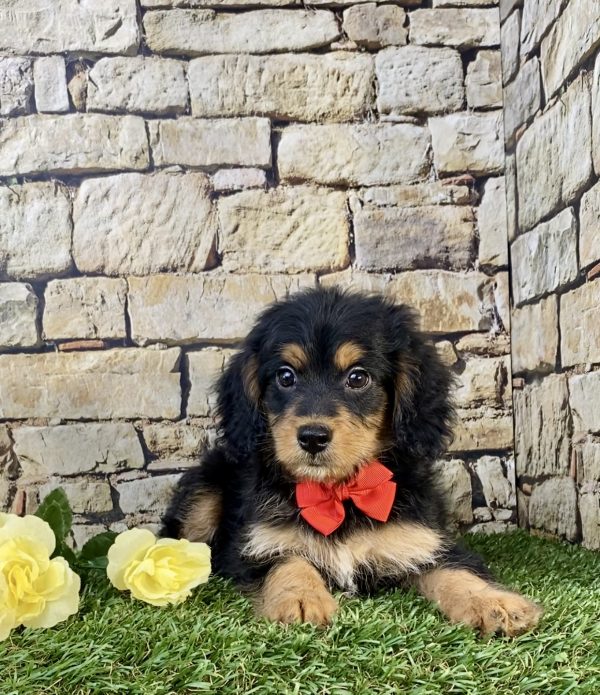 Photo of Mr. Stan the F1B Mini-Bernedoodle puppy