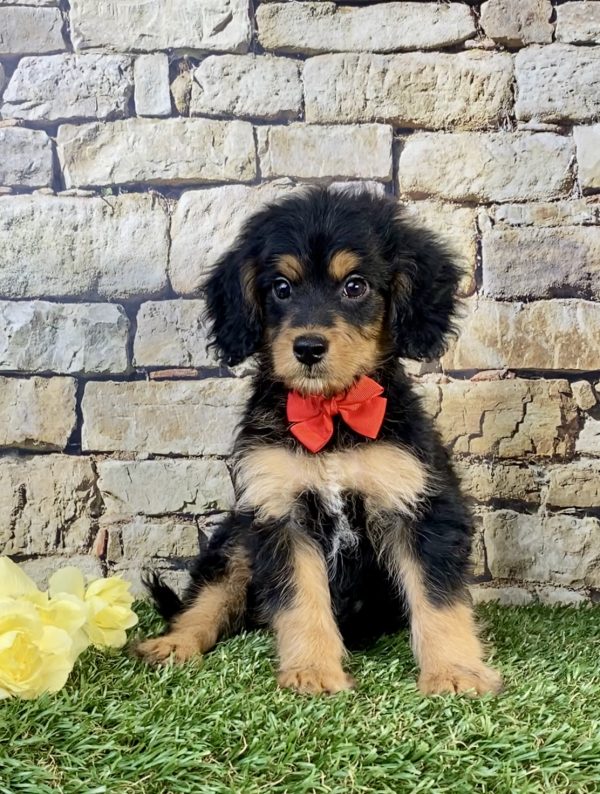 Photo of Mr. Stan the F1B Mini-Bernedoodle puppy
