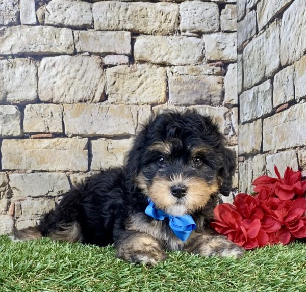 Mr. Tacoma the F1B Mini-Bernedoodle puppy