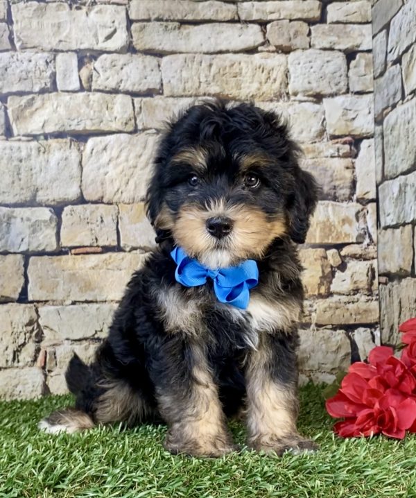 Photo of Mr. Tacoma the F1B Mini-Bernedoodle puppy