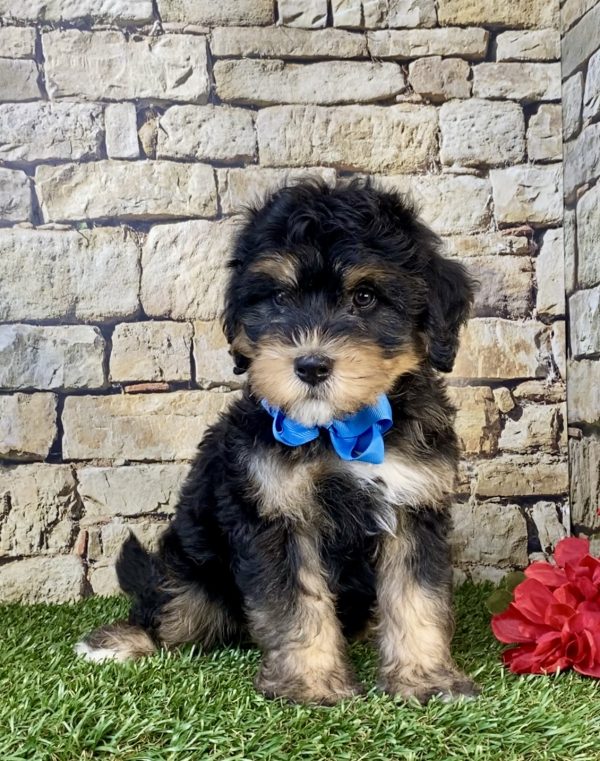 Photo of Mr. Tacoma the F1B Mini-Bernedoodle puppy