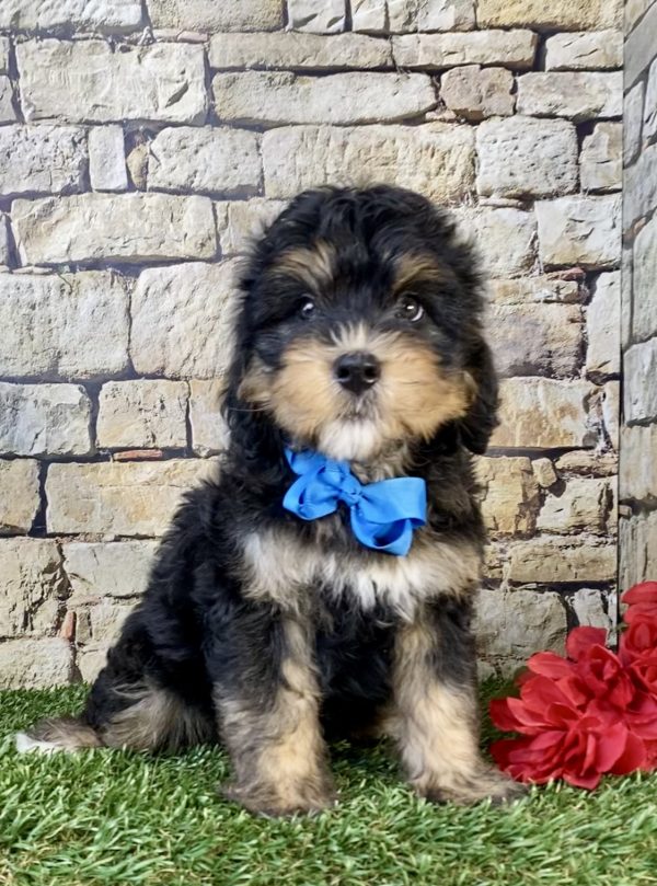 Photo of Mr. Tacoma the F1B Mini-Bernedoodle puppy