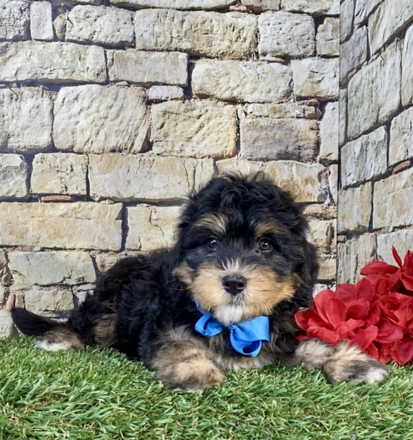 Photo of Mr. Tacoma the F1B Mini-Bernedoodle puppy