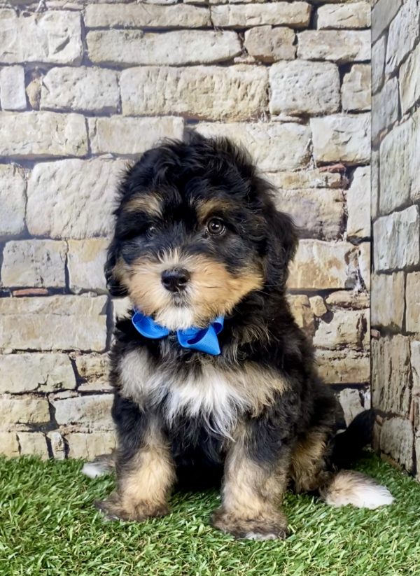 Photo of Mr. Tacoma the F1B Mini-Bernedoodle puppy