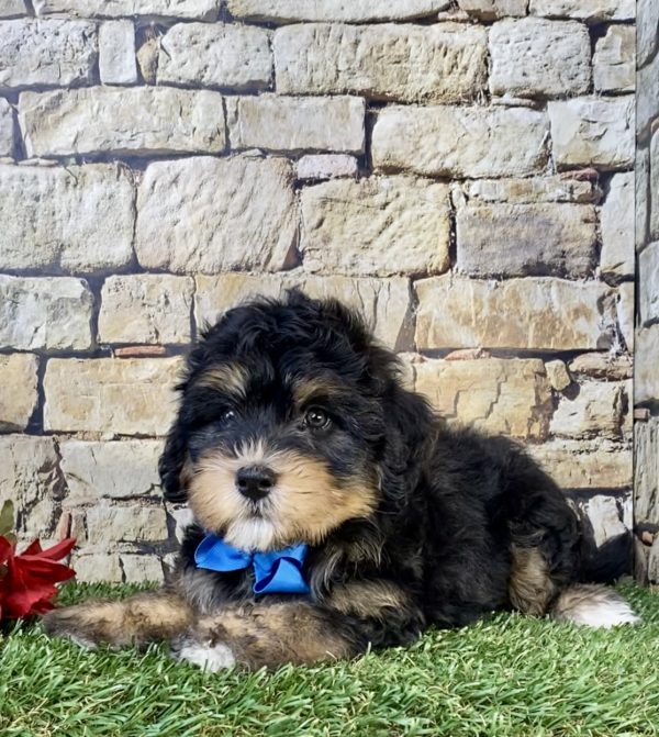 Photo of Mr. Tacoma the F1B Mini-Bernedoodle puppy