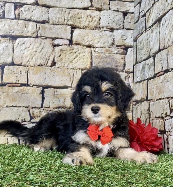 Mr. Titan the F1B Mini-Bernedoodle puppy