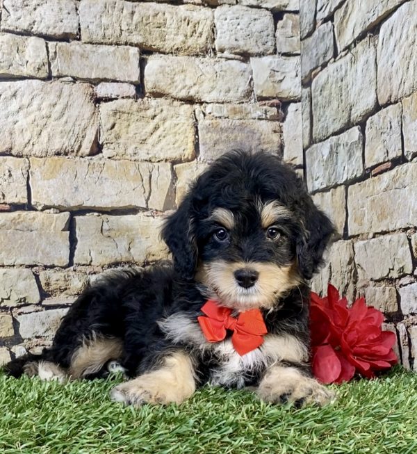 Photo of Mr. Titan the F1B Mini-Bernedoodle puppy