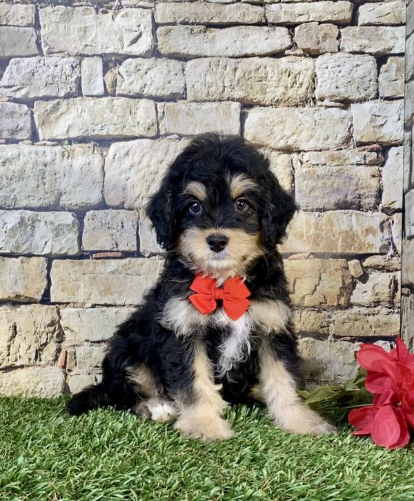 Photo of Mr. Titan the F1B Mini-Bernedoodle puppy