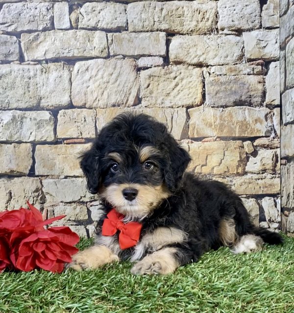 Photo of Mr. Titan the F1B Mini-Bernedoodle puppy