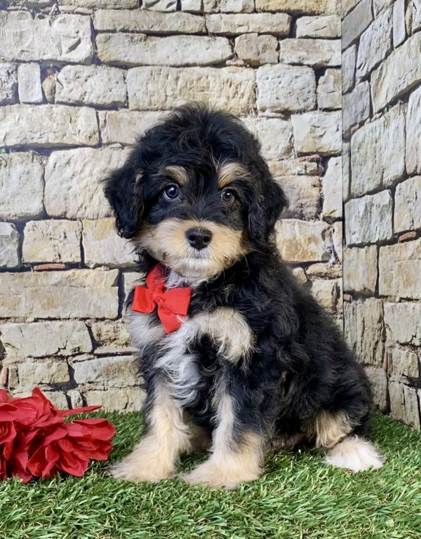 Photo of Mr. Titan the F1B Mini-Bernedoodle puppy