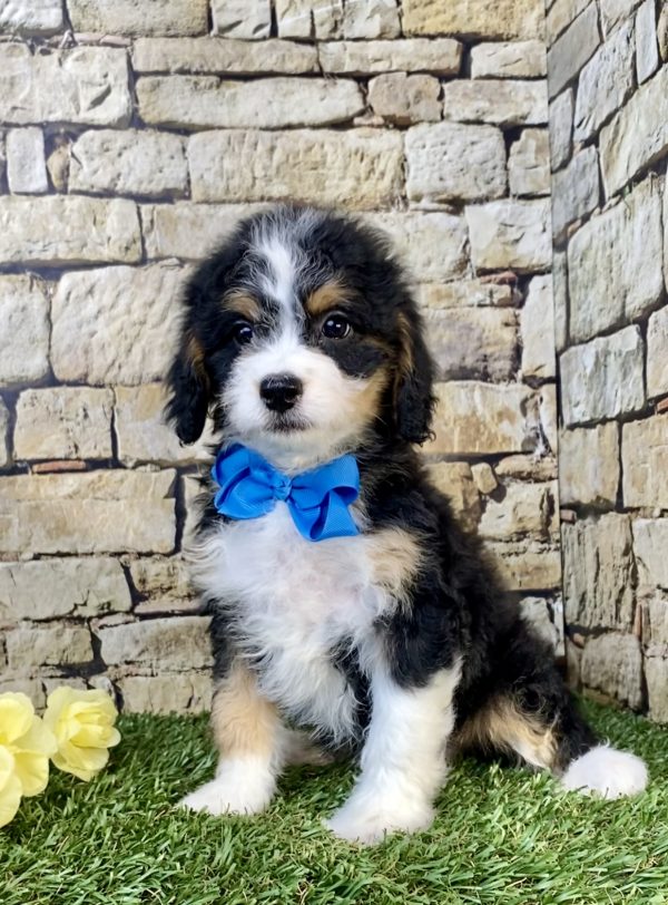 Mr. Toby the F1B Mini-Bernedoodle puppy