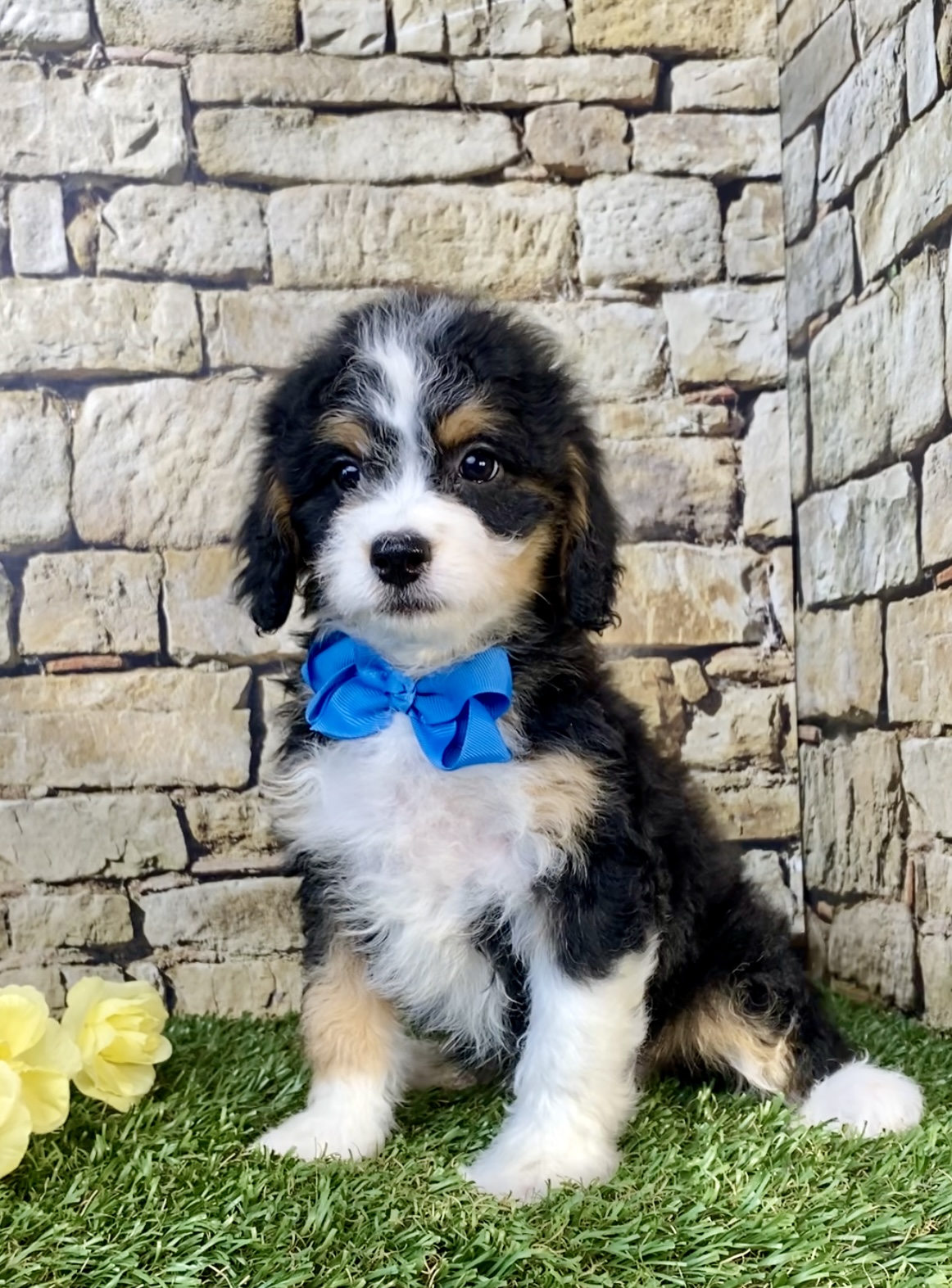 Photo of Mr. Toby the F1B Mini-Bernedoodle puppy