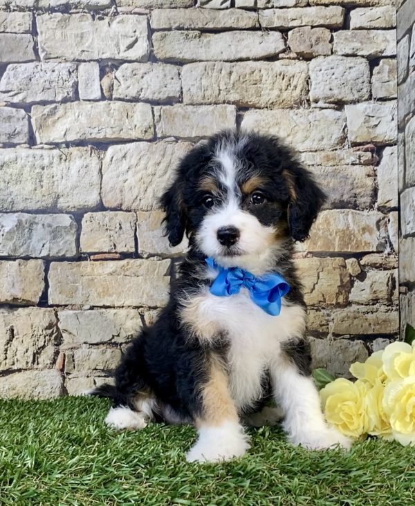 Photo of Mr. Toby the F1B Mini-Bernedoodle puppy