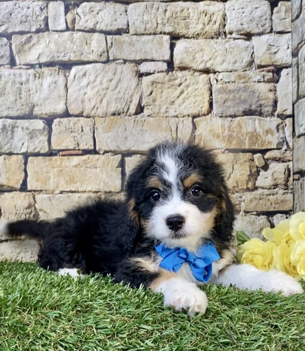 Photo of Mr. Toby the F1B Mini-Bernedoodle puppy