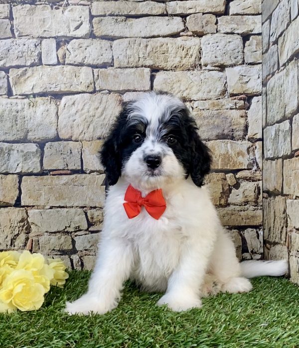 Mr. Toyota the F1B Mini-Bernedoodle puppy