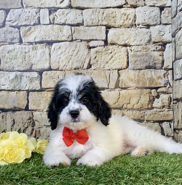Photo of Mr. Toyota the F1B Mini-Bernedoodle puppy
