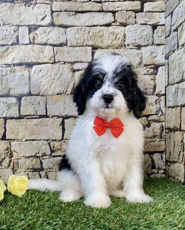 Photo of Mr. Toyota the F1B Mini-Bernedoodle puppy