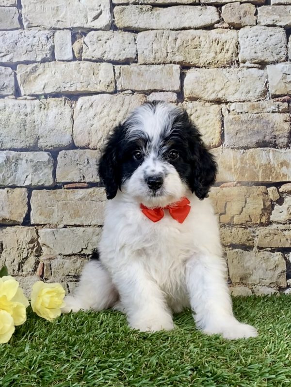 Photo of Mr. Toyota the F1B Mini-Bernedoodle puppy