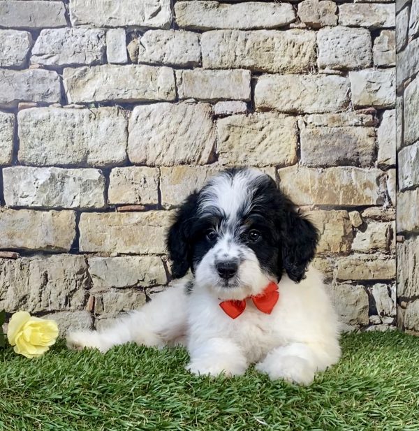 Photo of Mr. Toyota the F1B Mini-Bernedoodle puppy
