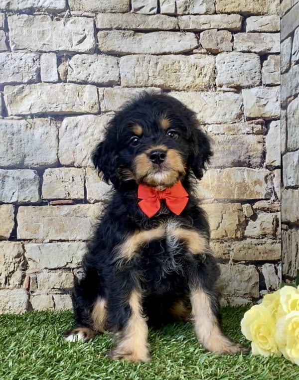 Mr. Tundra the F1B Mini-Bernedoodle puppy