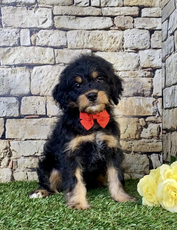Photo of Mr. Tundra the F1B Mini-Bernedoodle puppy