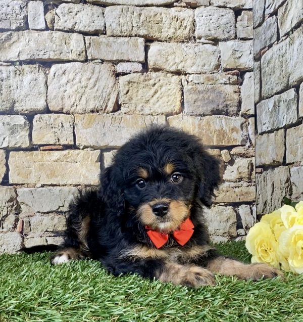 Photo of Mr. Tundra the F1B Mini-Bernedoodle puppy