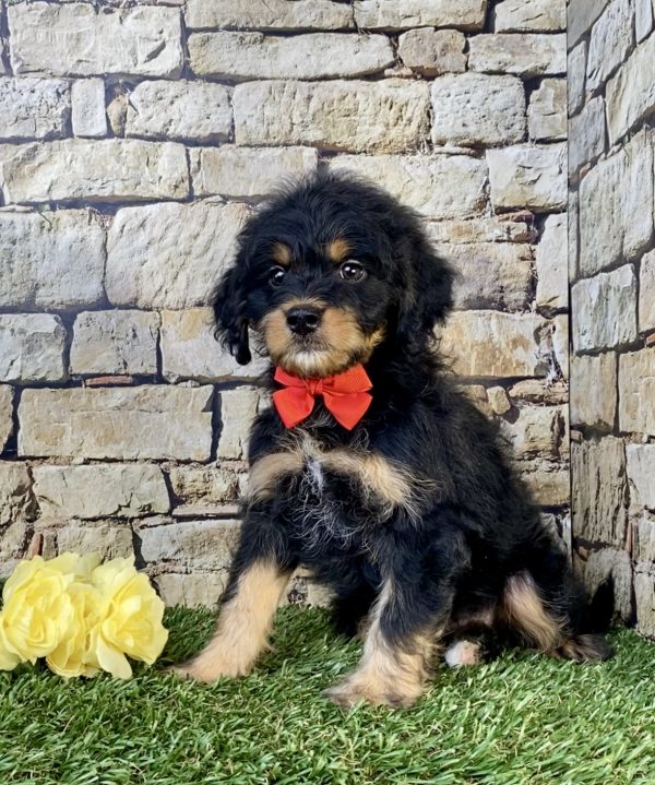 Photo of Mr. Tundra the F1B Mini-Bernedoodle puppy