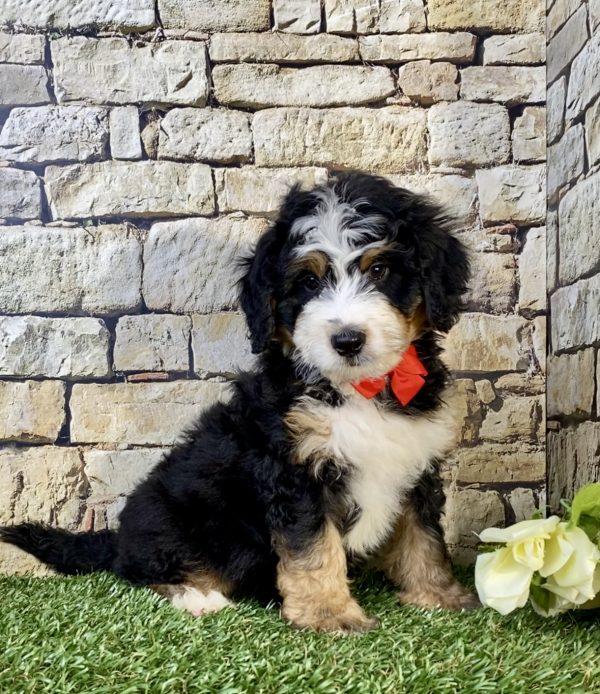 Photo of Mr. Ultimate the Mini-Bernedoodle puppy