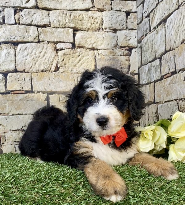Photo of Mr. Ultimate the Mini-Bernedoodle puppy