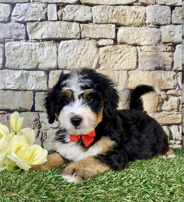 Photo of Mr. Ultimate the Mini-Bernedoodle puppy