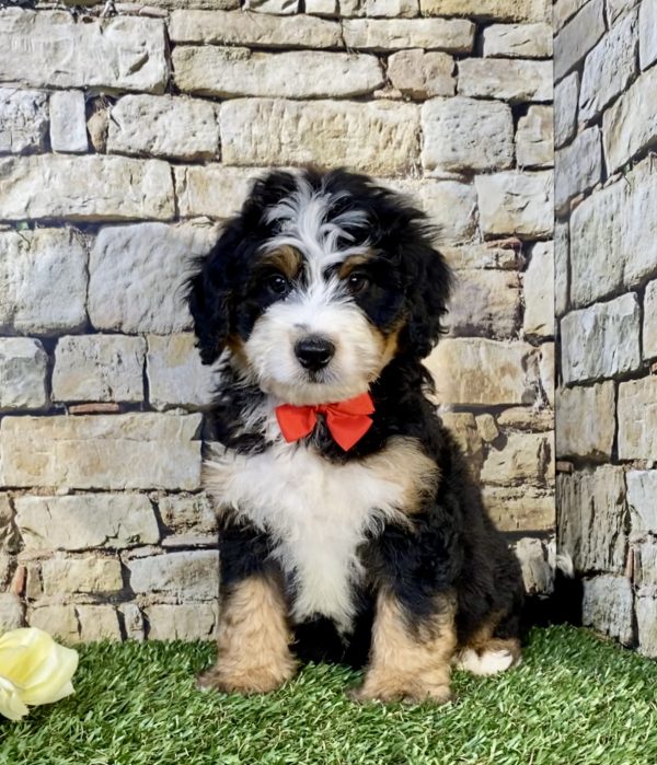 Mr. Ultimate the Mini-Bernedoodle puppy
