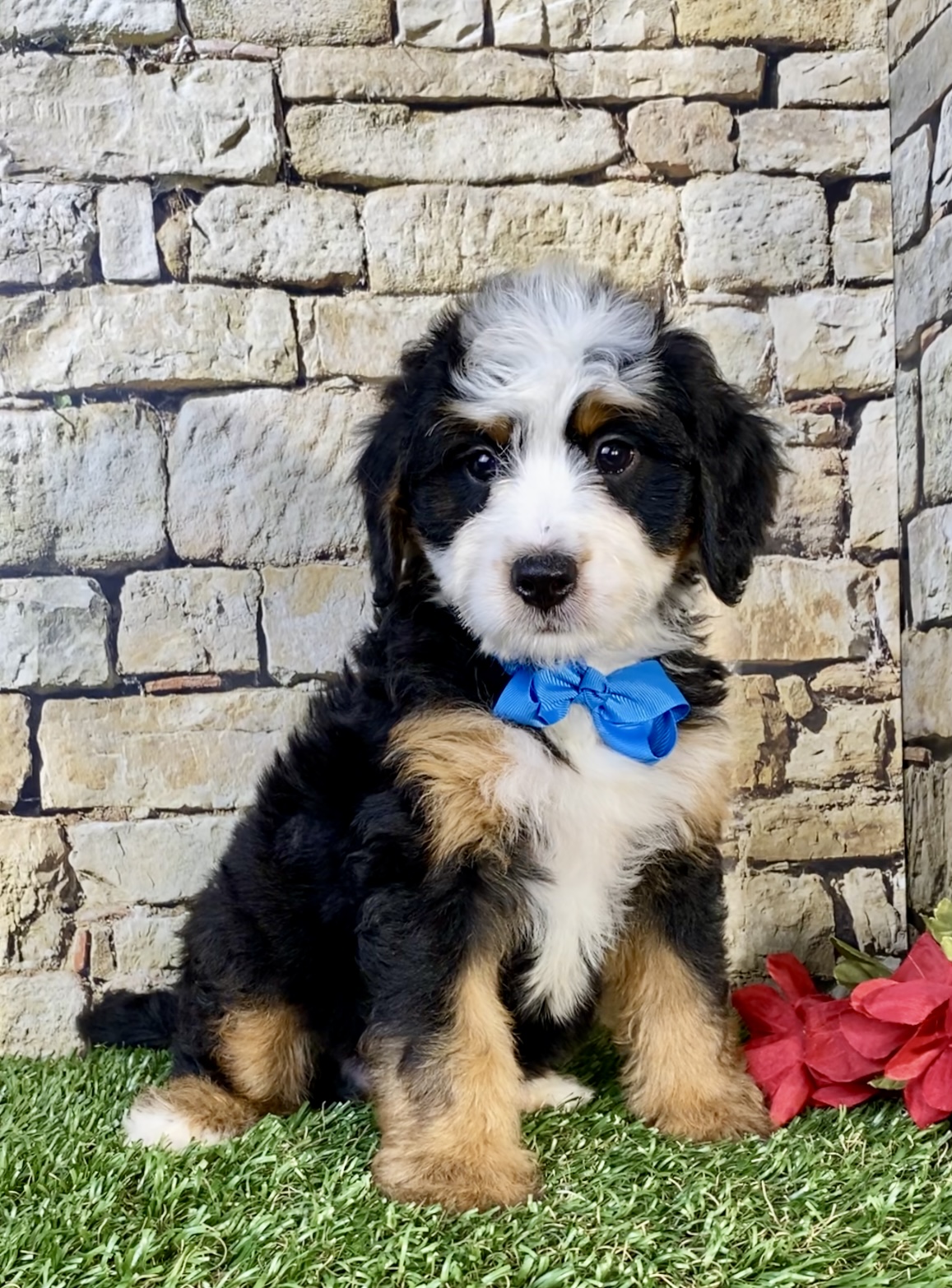 Photo of Mr. Umpire the Mini-Bernedoodle puppy