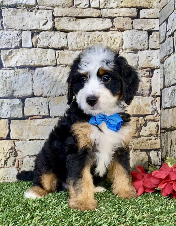 Photo of Mr. Umpire the Mini-Bernedoodle puppy
