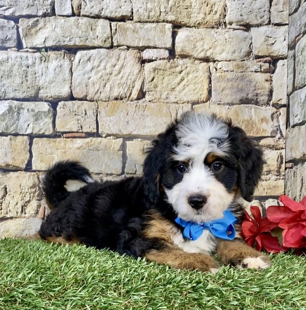 Photo of Mr. Umpire the Mini-Bernedoodle puppy
