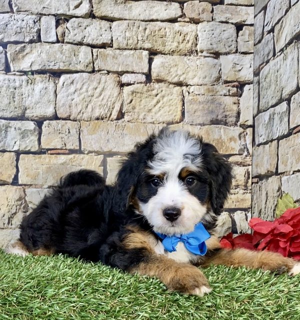 Photo of Mr. Umpire the Mini-Bernedoodle puppy