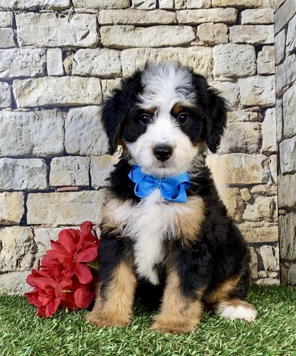 Photo of Mr. Umpire the Mini-Bernedoodle puppy