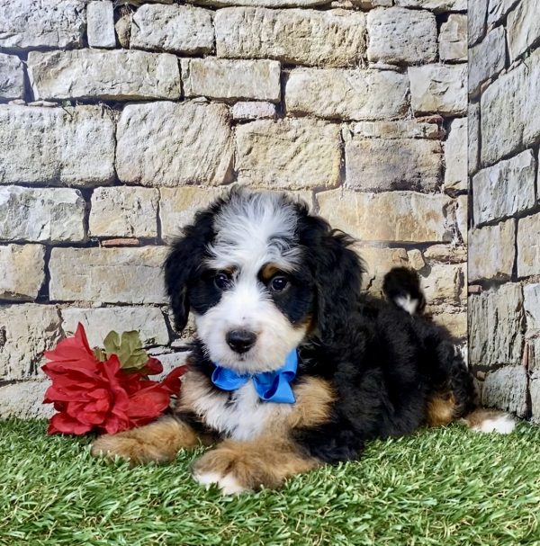 Photo of Mr. Umpire the Mini-Bernedoodle puppy