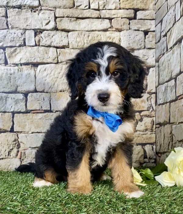 Photo of Mr. Uno the Mini-Bernedoodle puppy