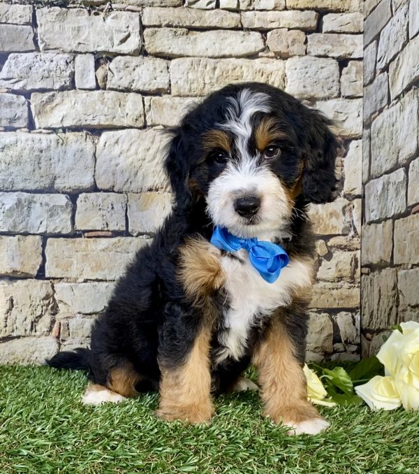 Mr. Uno the Mini-Bernedoodle puppy