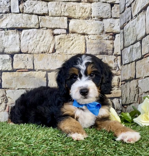 Photo of Mr. Uno the Mini-Bernedoodle puppy