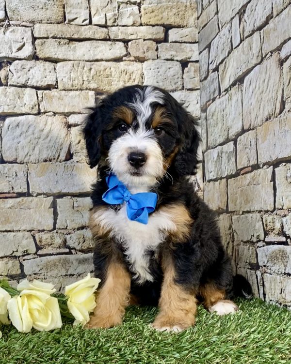 Photo of Mr. Uno the Mini-Bernedoodle puppy