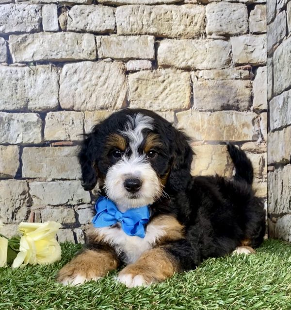 Photo of Mr. Uno the Mini-Bernedoodle puppy