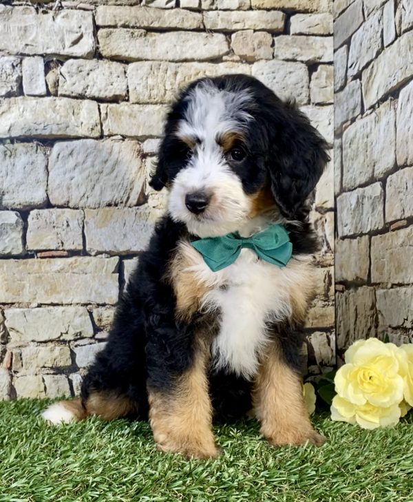 Mr. Uriah the Mini-Bernedoodle puppy