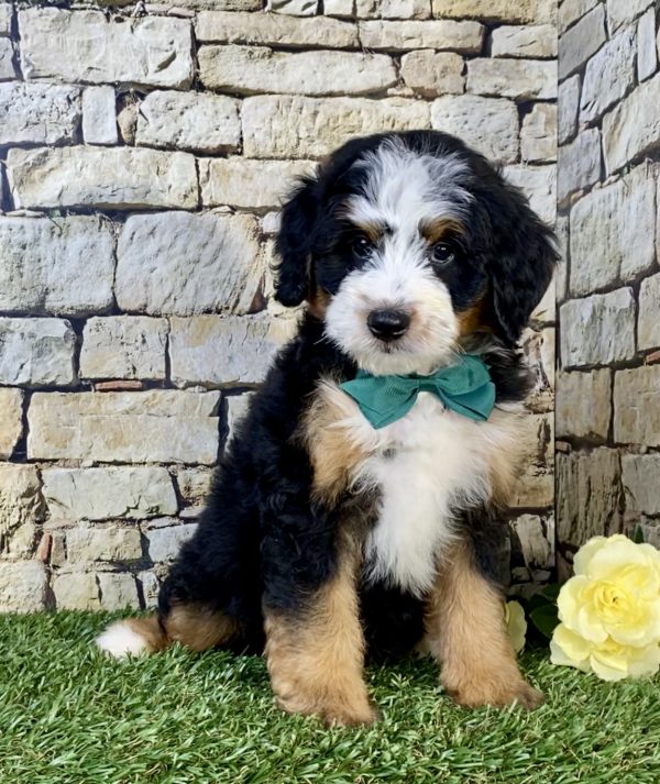 Photo of Mr. Uriah the Mini-Bernedoodle puppy
