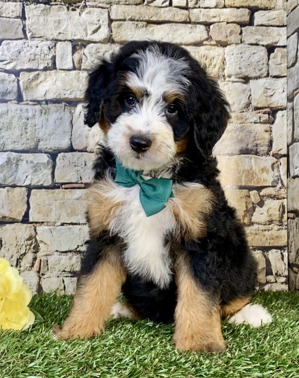 Photo of Mr. Uriah the Mini-Bernedoodle puppy