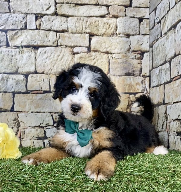 Photo of Mr. Uriah the Mini-Bernedoodle puppy