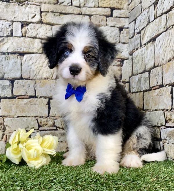Mr. Victor the F2 Mini-Bernedoodle puppy