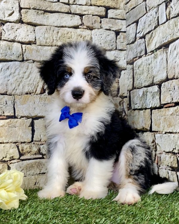 Photo of Mr. Victor the F2 Mini-Bernedoodle puppy